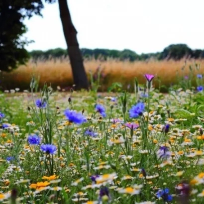 Printemps et Naturopathie